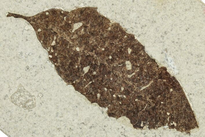 Detailed Fossil Leaf - Green River Formation, Wyoming #248201